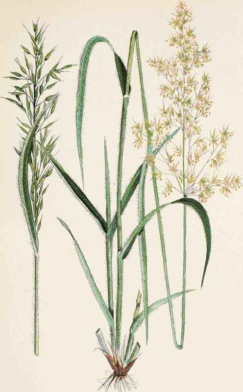 Trisetum flavescens